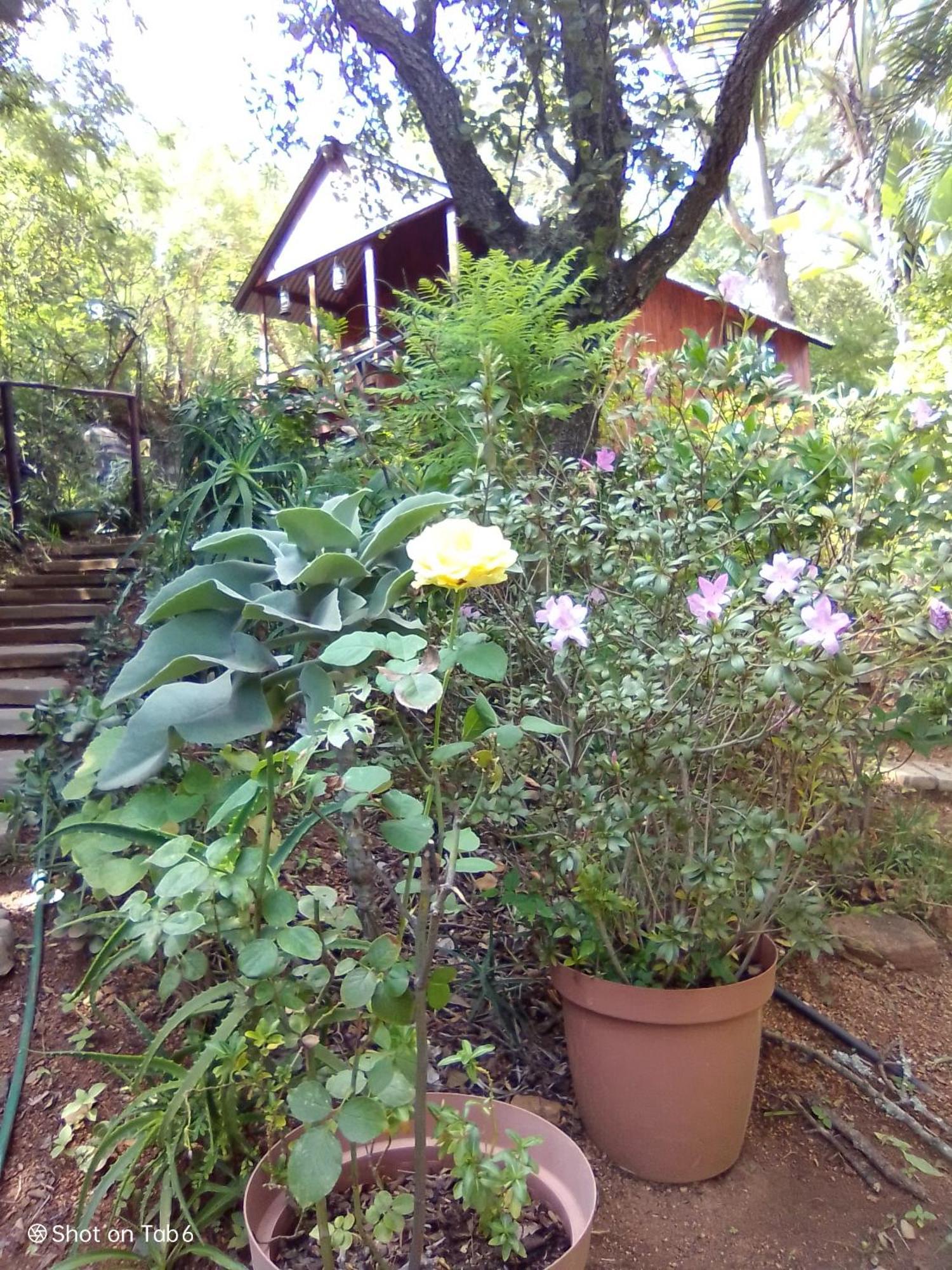 Pumba's Lookout